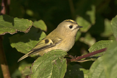 Goudhaan / Goldcrest