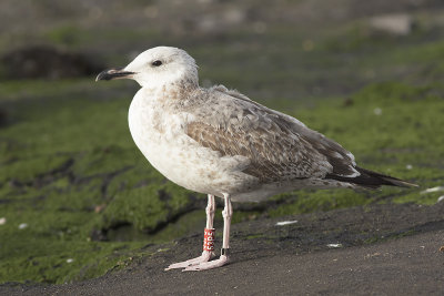 Pontische Meeuw / Caspian Gull