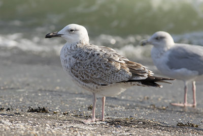 Pontische Meeuw / Caspian Gull