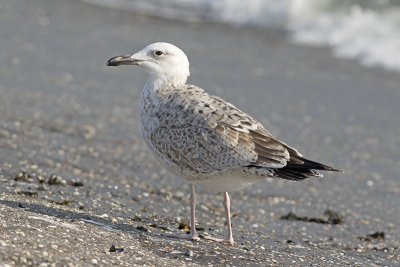 Pontische Meeuw / Caspian Gull