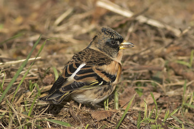 Keep / Brambling