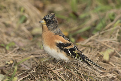 Keep / Brambling