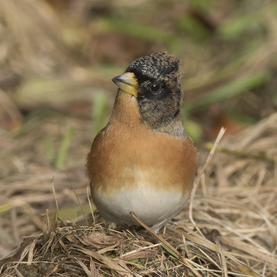 Keep / Brambling