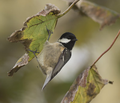 Zwarte Mees / Coal Tit