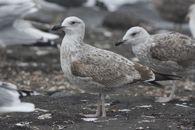 Pontische Meeuw / Caspian Gull