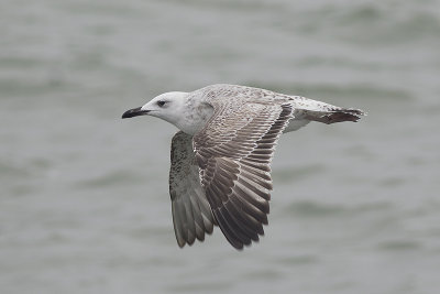 Pontische Meeuw / Caspian Gull