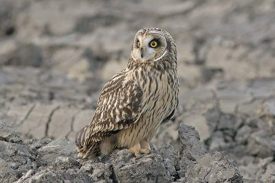 Velduil / Short-eared Owl