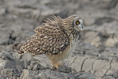 Velduil / Short-eared Owl