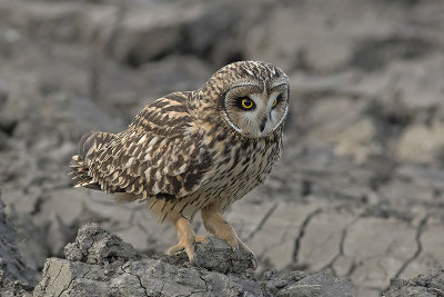 Velduil / Short-eared Owl