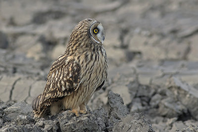Velduil / Short-eared Owl
