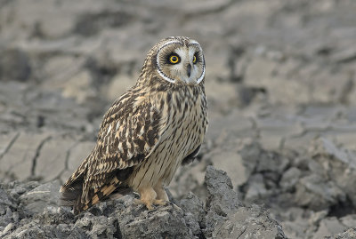 Velduil / Short-eared Owl