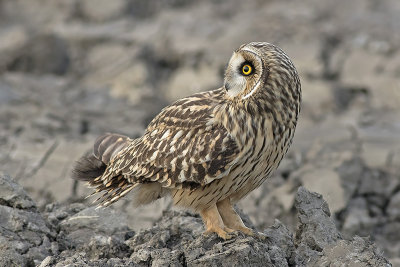 Velduil / Short-eared Owl