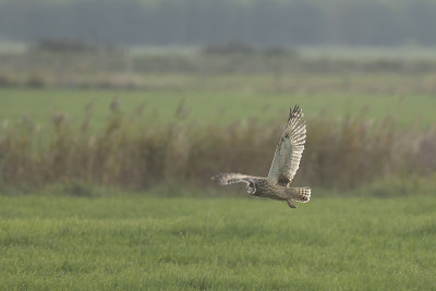 Velduil / Short-eared Owl
