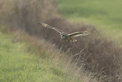 Velduil / Short-eared Owl