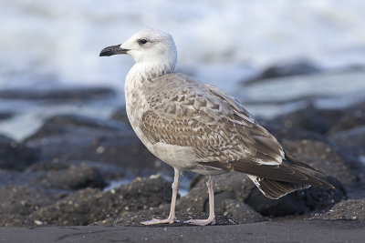 Pontische Meeuw / Caspian Gull