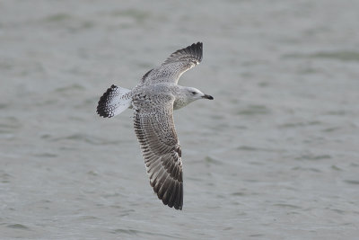 Pontische Meeuw / Caspian Gull