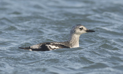 Black Guillemot