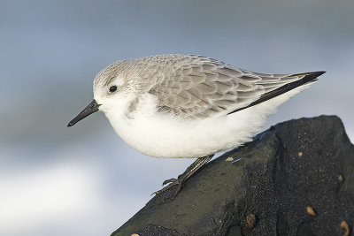 Drieteenstrandloper / Sanderling