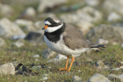 Bontbekplevier / Great Ringed Plover