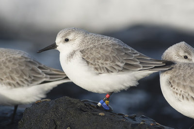 Drieteenstrandloper / Sanderling