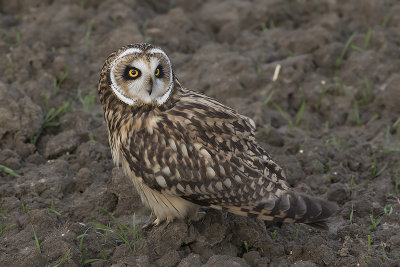 Velduil / Short-eared Owl