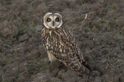 Velduil / Short-eared Owl