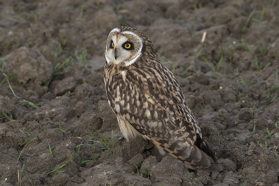 Velduil / Short-eared Owl