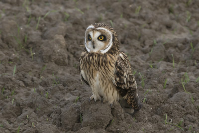 Velduil / Short-eared Owl