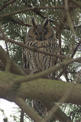 Ransuil / Long-eared Owl