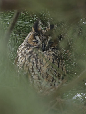 Ransuil / Long-eared Owl