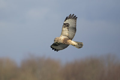 Ruigpootbuizerd / Rough-legged Buzzard