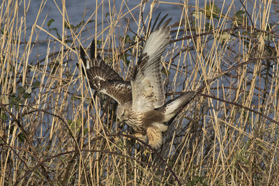 Ruigpootbuizerd / Rough-legged Buzzard