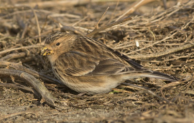 Frater / Twite