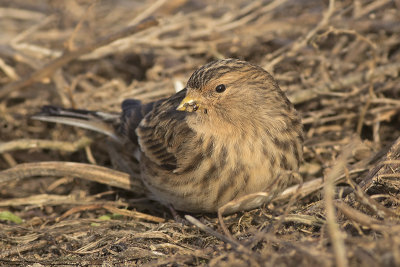 Frater / Twite