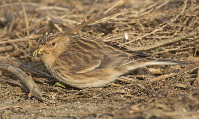 Frater / Twite