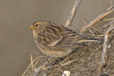 Frater / Twite