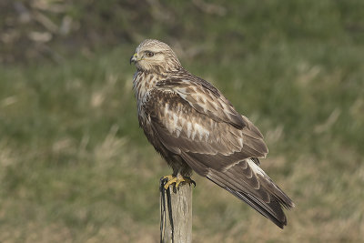 Ruigpootbuizerd / Rough-legged Buzzard