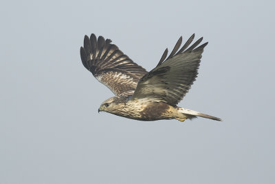 Ruigpootbuizerd / Rough-legged Buzzard