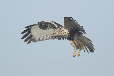 Ruigpootbuizerd / Rough-legged Buzzard