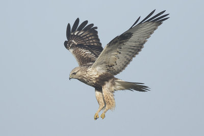 Ruigpootbuizerd / Rough-legged Buzzard