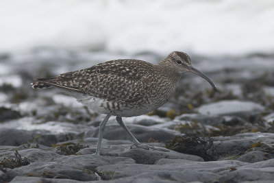 Regenwulp / Whimbrel