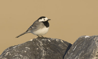 Witte Kwikstaart / White Wagtail