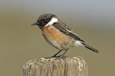 Roodborsttapuit / European Stonechat