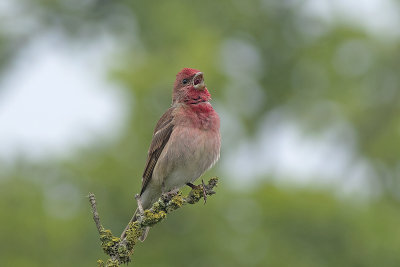 Roodmus / Common Rosefinch