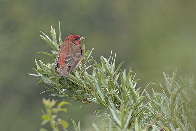 Roodmus / Common Rosefinch