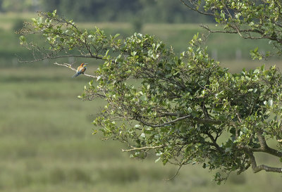 European Bee-eater