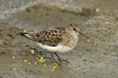 Temmincks Strandloper / Temmincks Stint