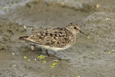 Temmincks Strandloper / Temmincks Stint
