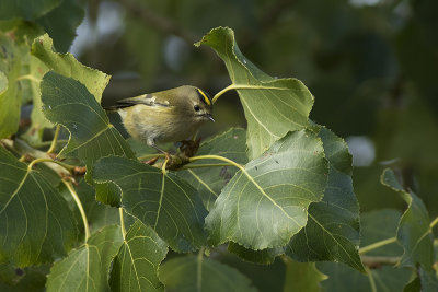 Goudhaan / Goldcrest