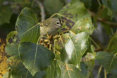 Goudhaan / Goldcrest
